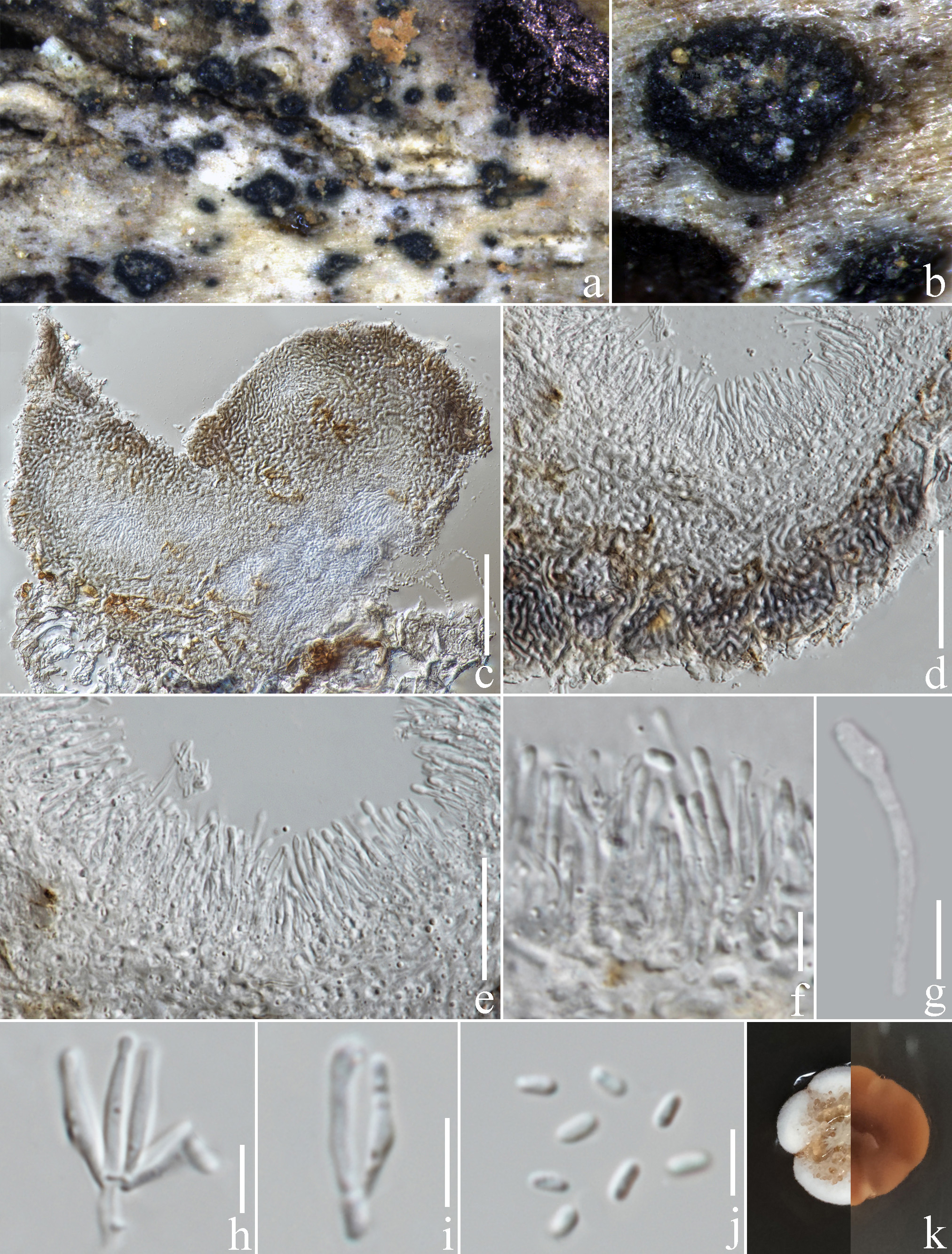 Figure 64